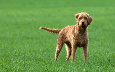 drotszoru-magyar-vizsla.jpg