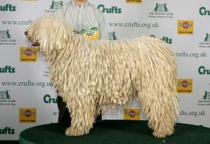 komondor.jpg