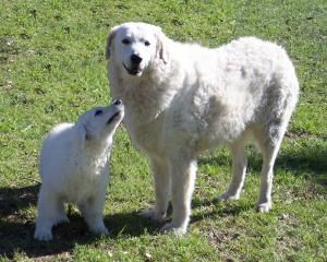 kuvasz.jpg